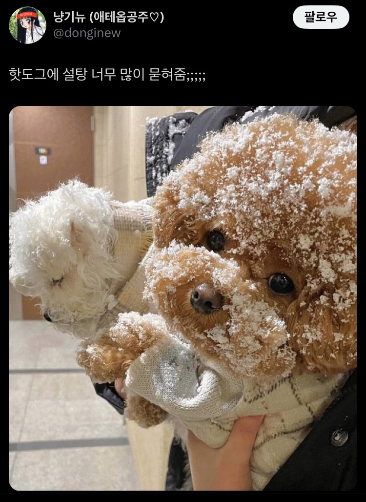 핫도그에 설탕 너무 많이 묻혀줌; | 인스티즈