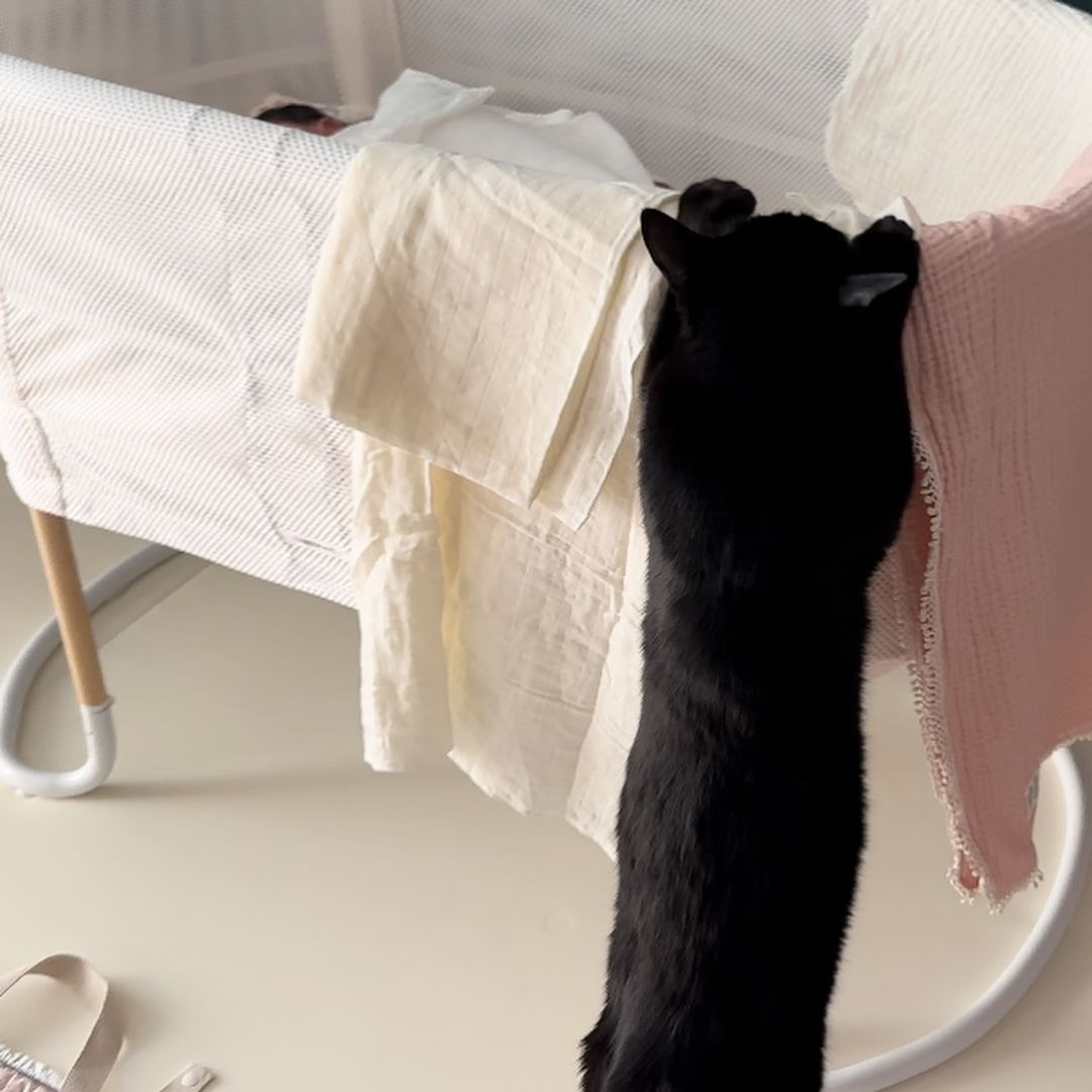 드디어 만난 박수홍 딸 전복이와 다홍이 | 인스티즈