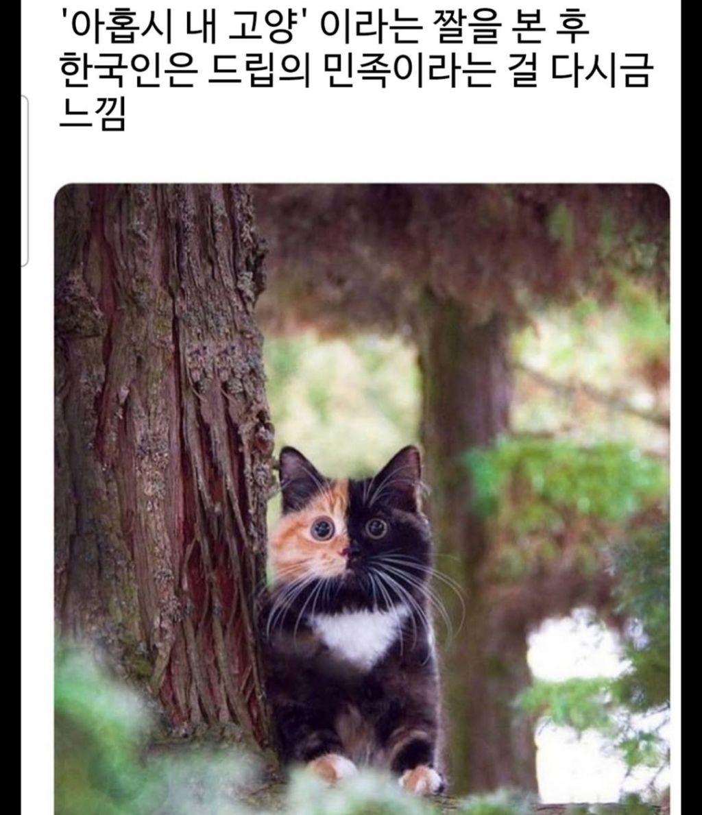 내 이름은 "아홉시 내고양" | 인스티즈