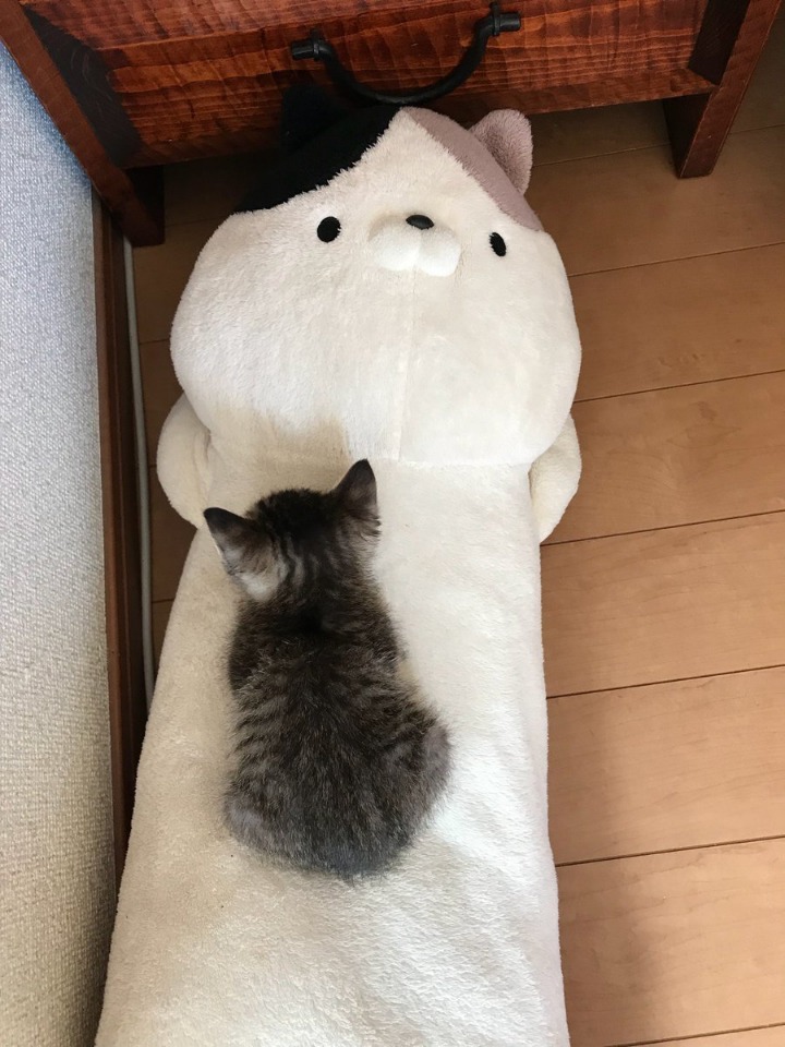 고양이 위에서 잠든 고양이.jpg | 인스티즈
