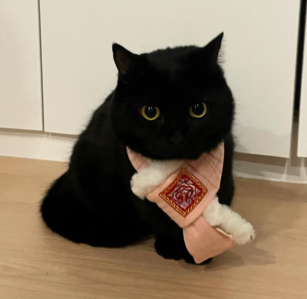 검은 고양이.jpg | 인스티즈