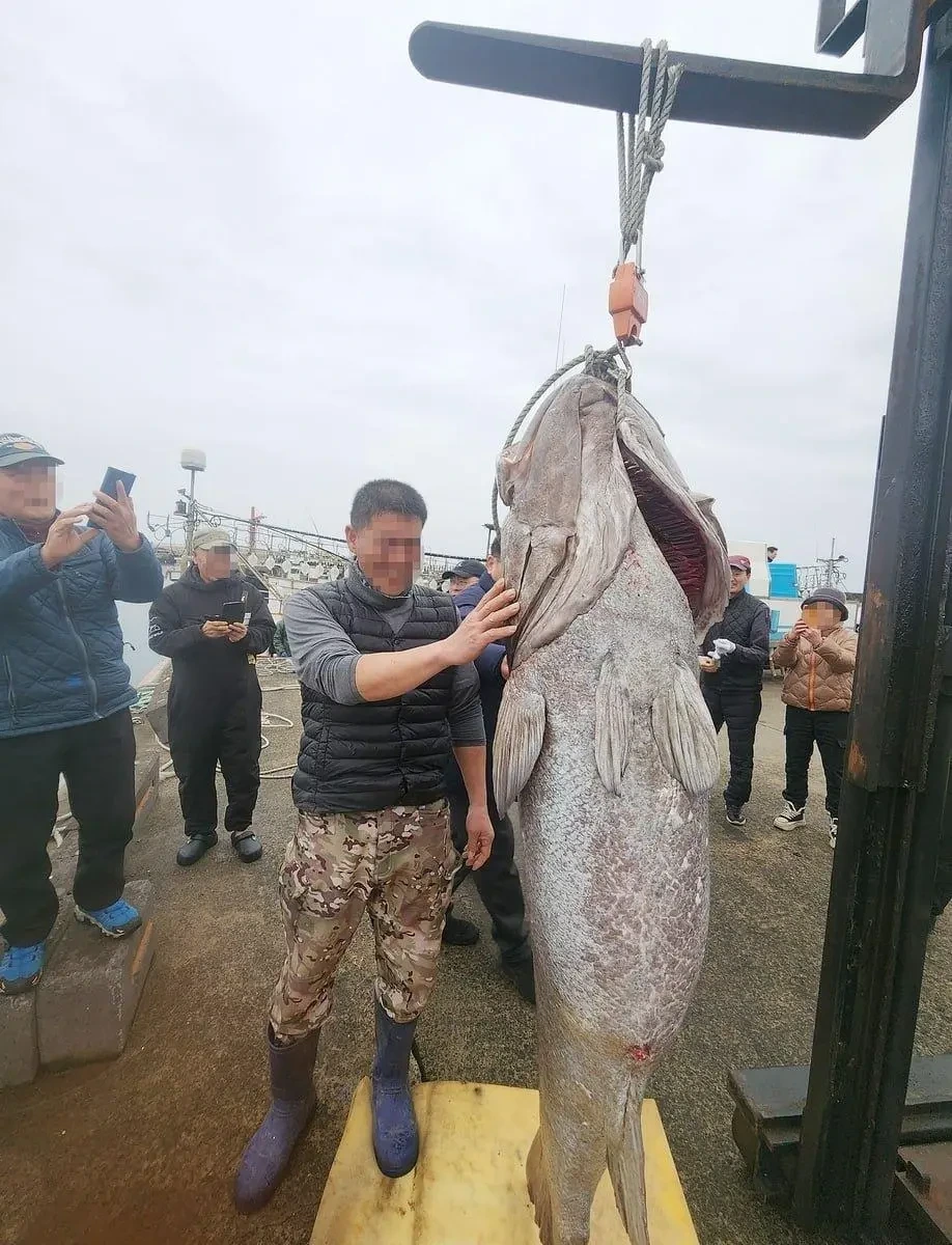 제주에서 '전설의 심해어' 183㎝ 초대형 돗돔, 낚시로 잡혀 | 인스티즈