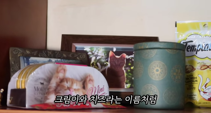 반려묘를 떠나보낸 유튜버가 올린 영상 | 인스티즈