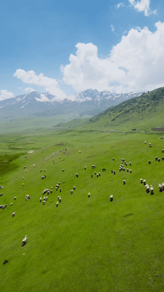 뉴질랜드의 시골 목초지 풍경... gif | 인스티즈
