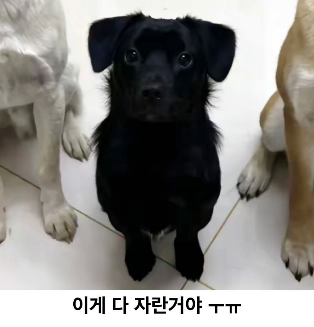 이게 다 자란거야 | 인스티즈