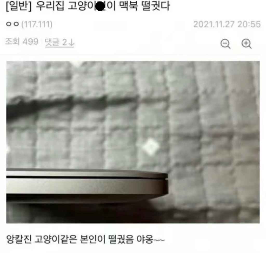 우리 집 고양이가 맥북 떨궜다.jpg | 인스티즈