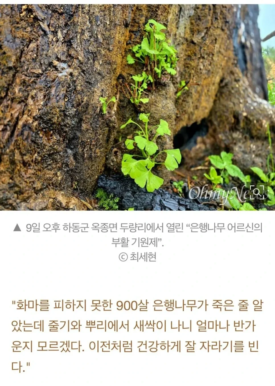 산불에 탔던 900년된 은행나무에 새순이 났다는 소식 | 인스티즈