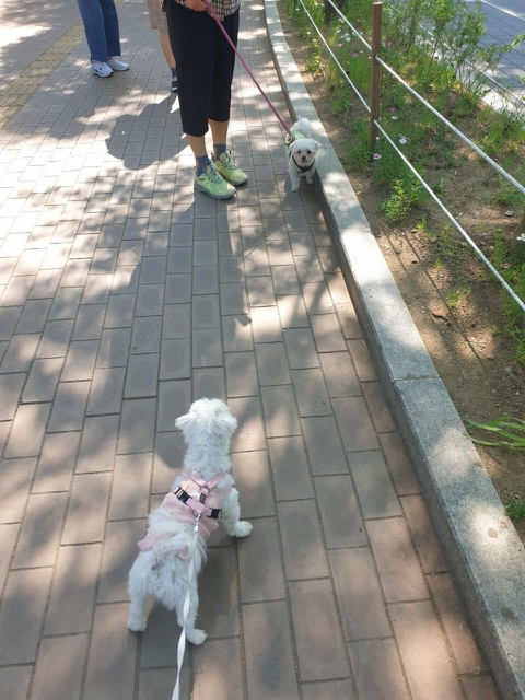 프랑스인 와이프가 이해못하겠는 한국 문화우리 강아지 산책하다가 싸움났는데 솔직히 누가 이긴거같아?....jpg | 인스티즈
