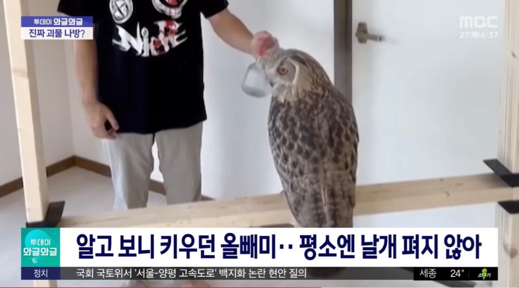 실내벽에 붙은 괴생명체 | 인스티즈