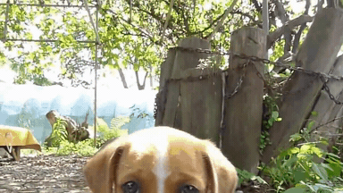 시골 댕댕이 특징.jpg | 인스티즈