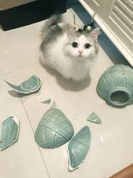 귀여운 고양이 | 인스티즈