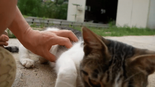 haha ha네 냥이들 질투 모먼트 모음.. | 인스티즈