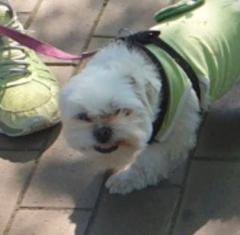 프랑스인 와이프가 이해못하겠는 한국 문화우리 강아지 산책하다가 싸움났는데 솔직히 누가 이긴거같아?....jpg | 인스티즈