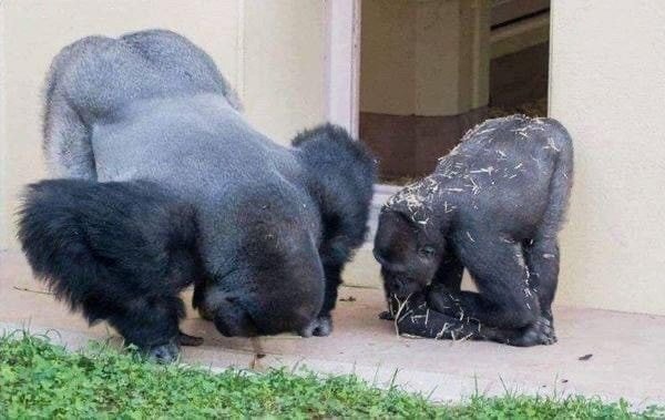 송충이 구경하는 고릴라 | 인스티즈