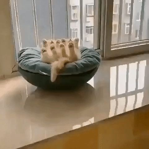 신기하게 자는 고양이.gif | 인스티즈