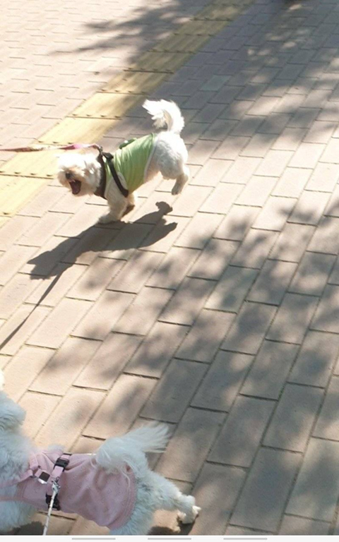 프랑스인 와이프가 이해못하겠는 한국 문화우리 강아지 산책하다가 싸움났는데 솔직히 누가 이긴거같아?....jpg | 인스티즈