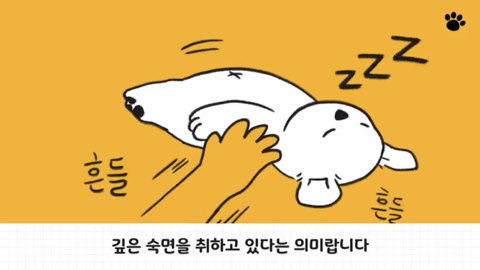 강아지 수면 자세 이유 | 인스티즈