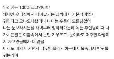 내가 키우는 고양이 정말 싸가지 없어 | 인스티즈