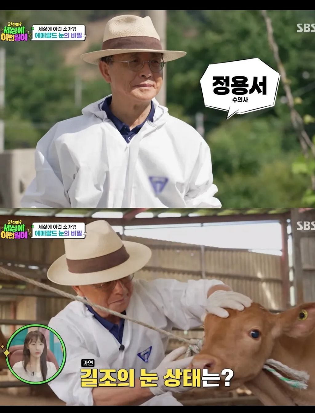 에메랄드 눈동자를 가진 k-송아지 | 인스티즈
