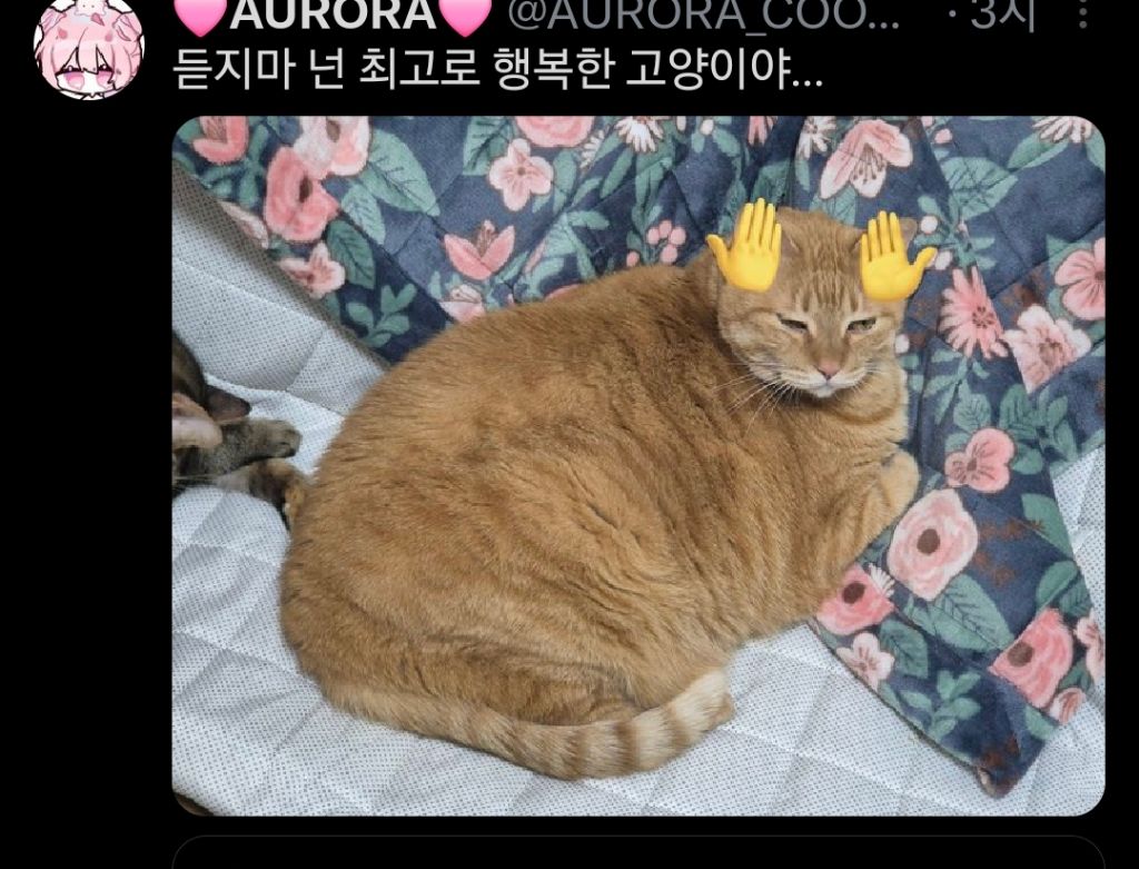 고양이는 원래 마른 종이 맞는데 인간들이랑 같이 살면서 | 인스티즈