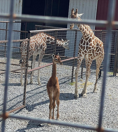 미국에 있다는 민무늬 기린 | 인스티즈