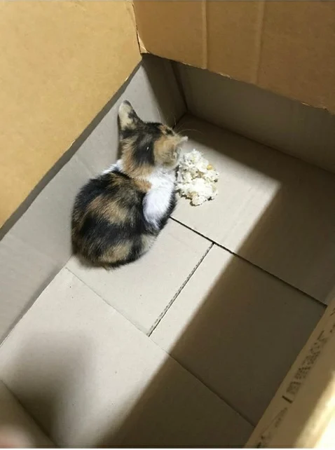 고양이가 밥을 안먹어요; | 인스티즈