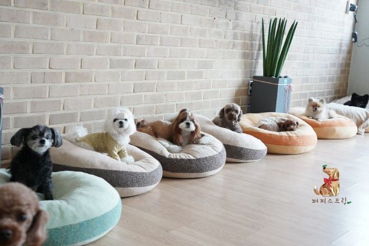 강아지 유치원의 수학여행 | 인스티즈