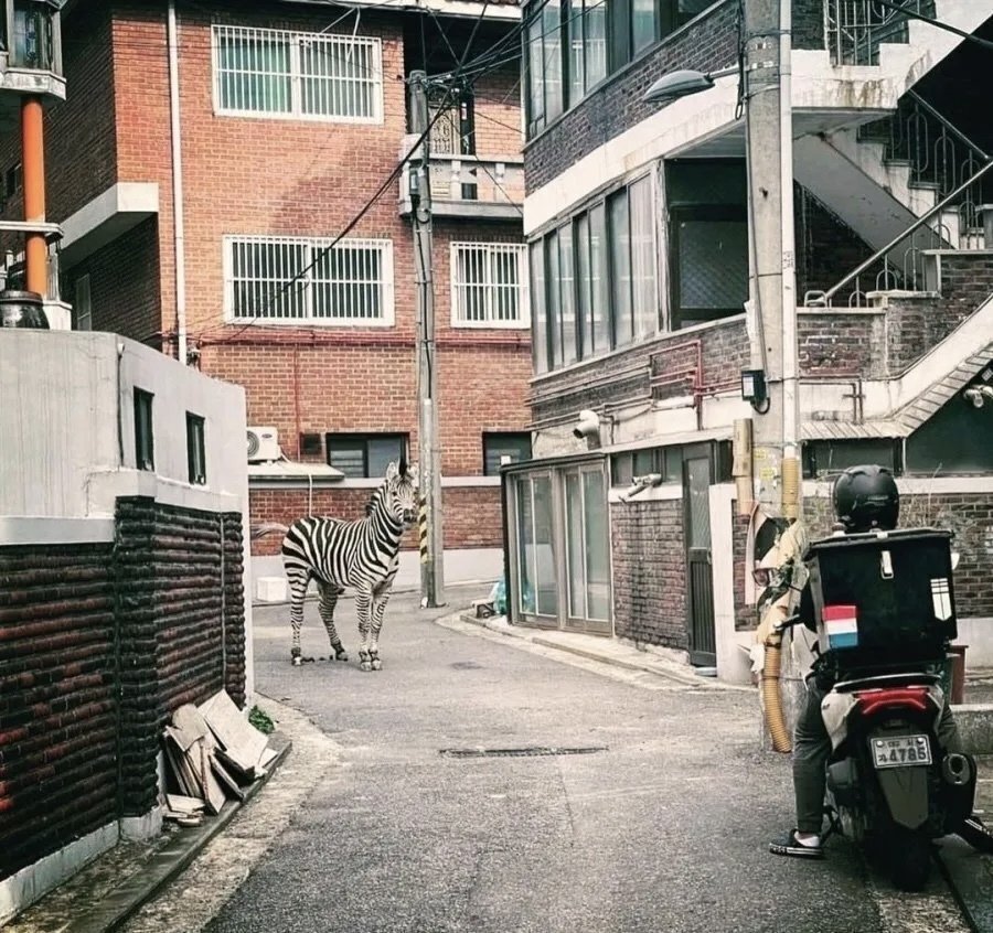 인디밴드 앨범커버로 써도 될 것 같은 사회면 사진 | 인스티즈
