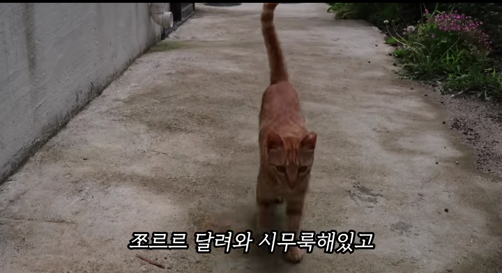 반려묘를 떠나보낸 유튜버가 올린 영상 | 인스티즈