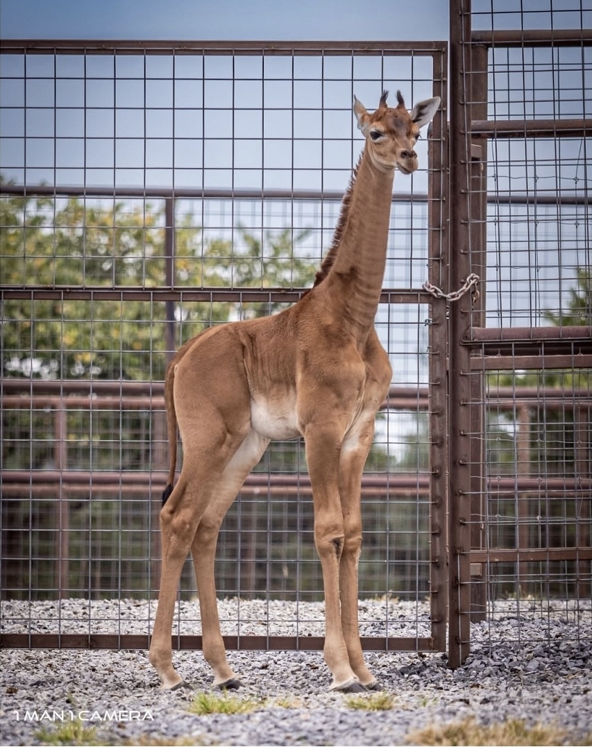 미국에 있다는 민무늬 기린 | 인스티즈