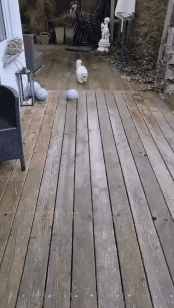 댕댕이의 매너발.gif | 인스티즈