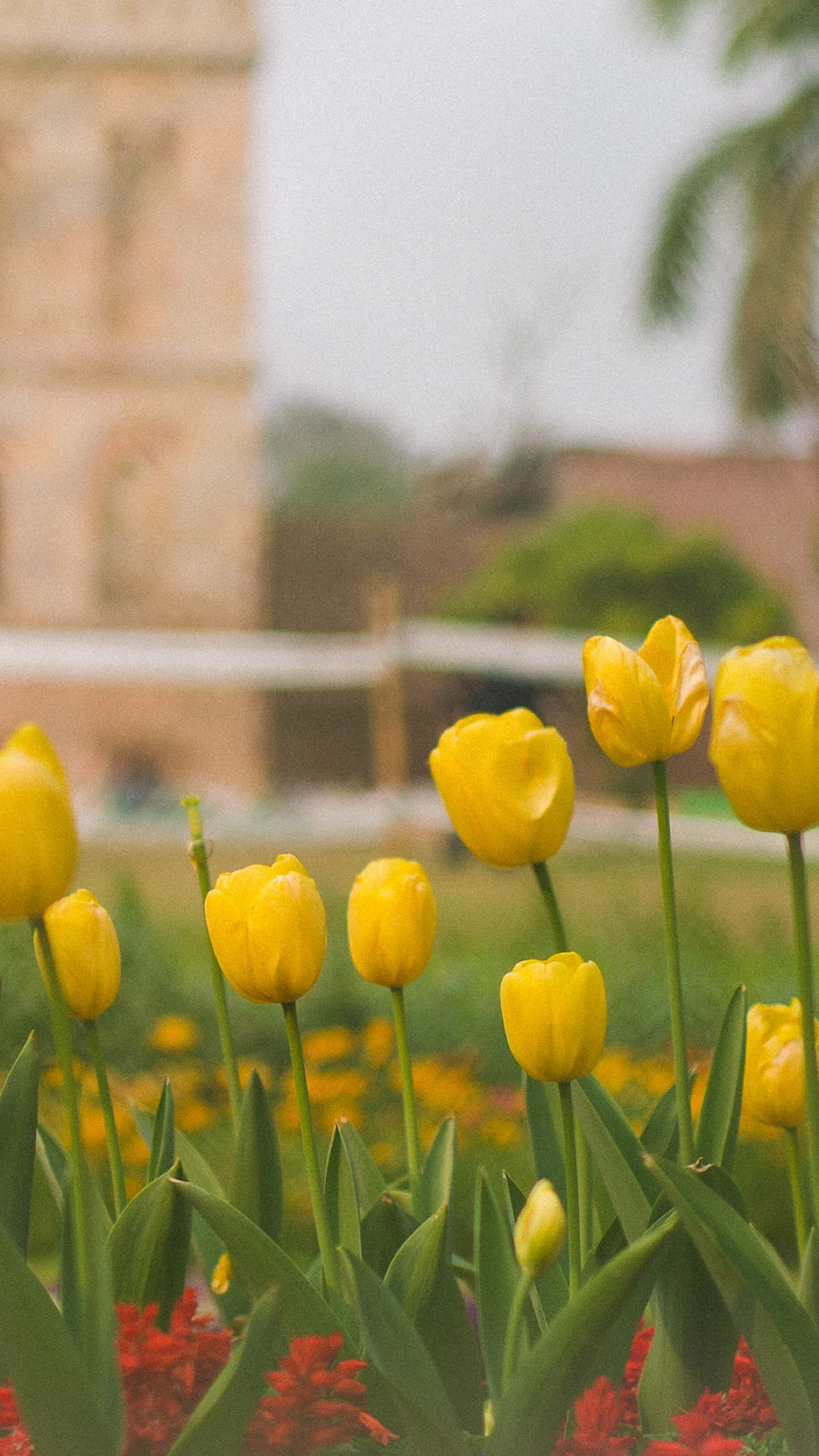 튤립 배경화면 공유 (추가) | 인스티즈