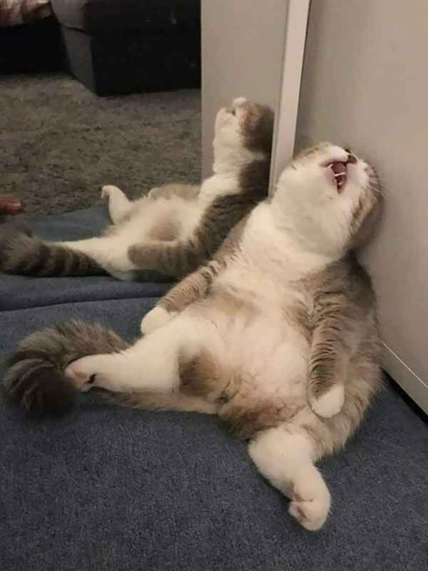 고양이 수면자세별 기분.jpg | 인스티즈