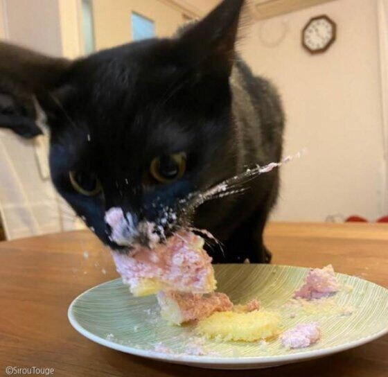 처음으로 고양이용 케이크 먹어본 고양이.jpg | 인스티즈