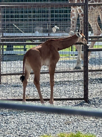 미국에 있다는 민무늬 기린 | 인스티즈