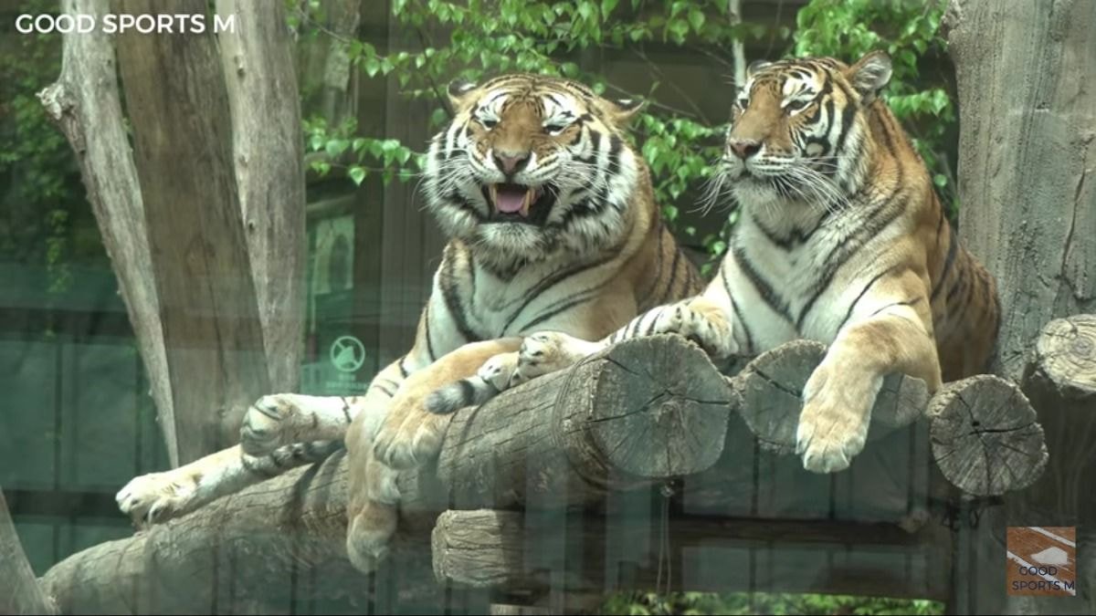 수컷 호랑이 암컷 호랑이 덩치 차이 | 인스티즈