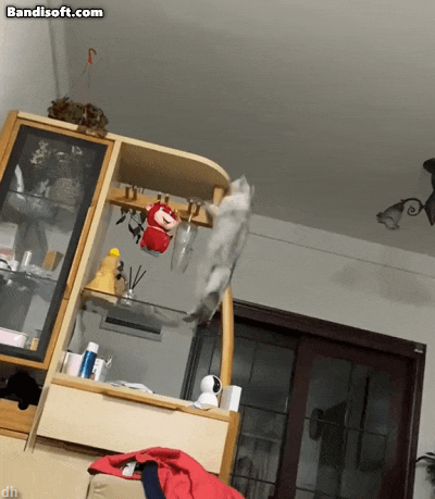고양이 키우고 싶어지는 움짤쓰.gif | 인스티즈