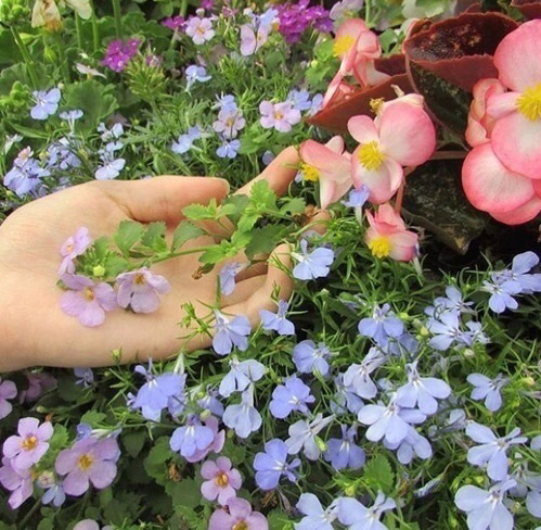 지극히 평화롭고 사랑스러운 | 인스티즈