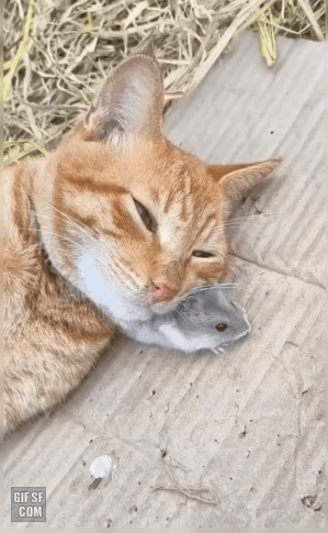 신상 베개냥 | 인스티즈