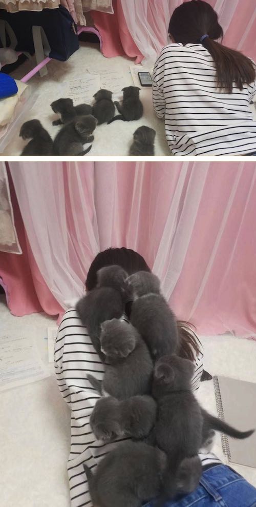 고양이 옆에서 책을 읽었더니.. | 인스티즈