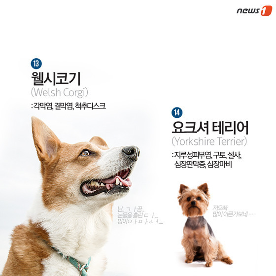 품종묘 보다 품종견에 관대한 사람들.jpg | 인스티즈