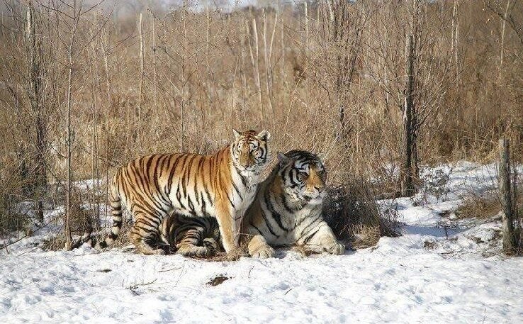 수컷 호랑이 암컷 호랑이 덩치 차이 | 인스티즈