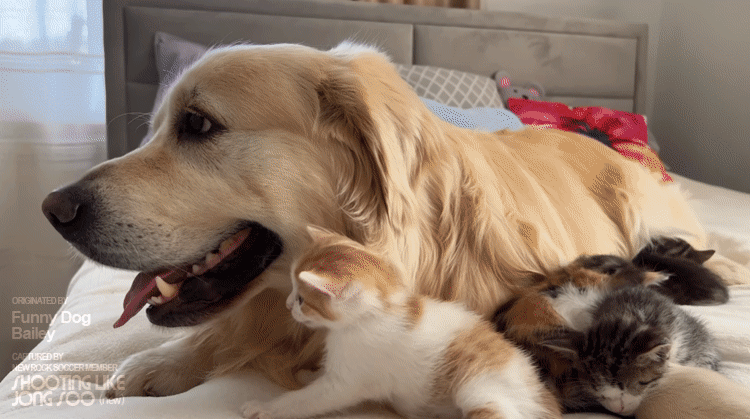 댕댕이에게 빠져버린 아깽이.gif | 인스티즈