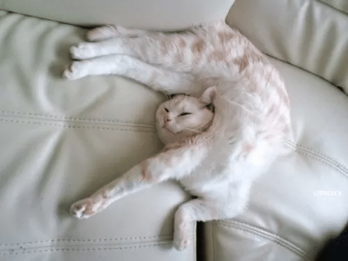 고양이 수면자세별 기분.jpg | 인스티즈