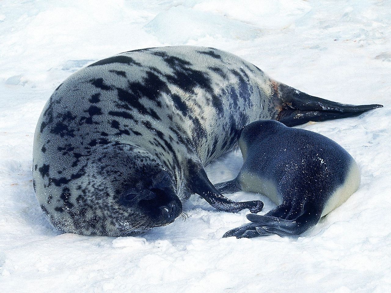 포유류 중에서 가장 짧은 수유기간을 가진 동물 | 인스티즈