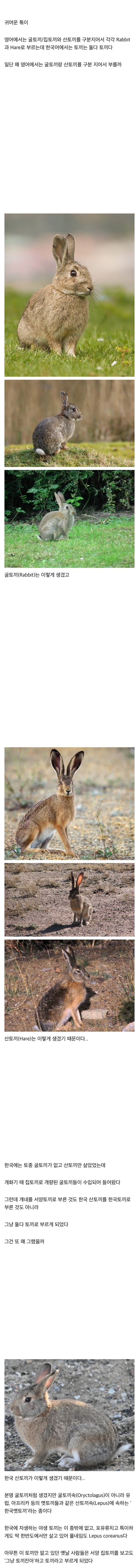 한국어로 Rabbit과 Hare가 둘 다 토끼인 이유 | 인스티즈