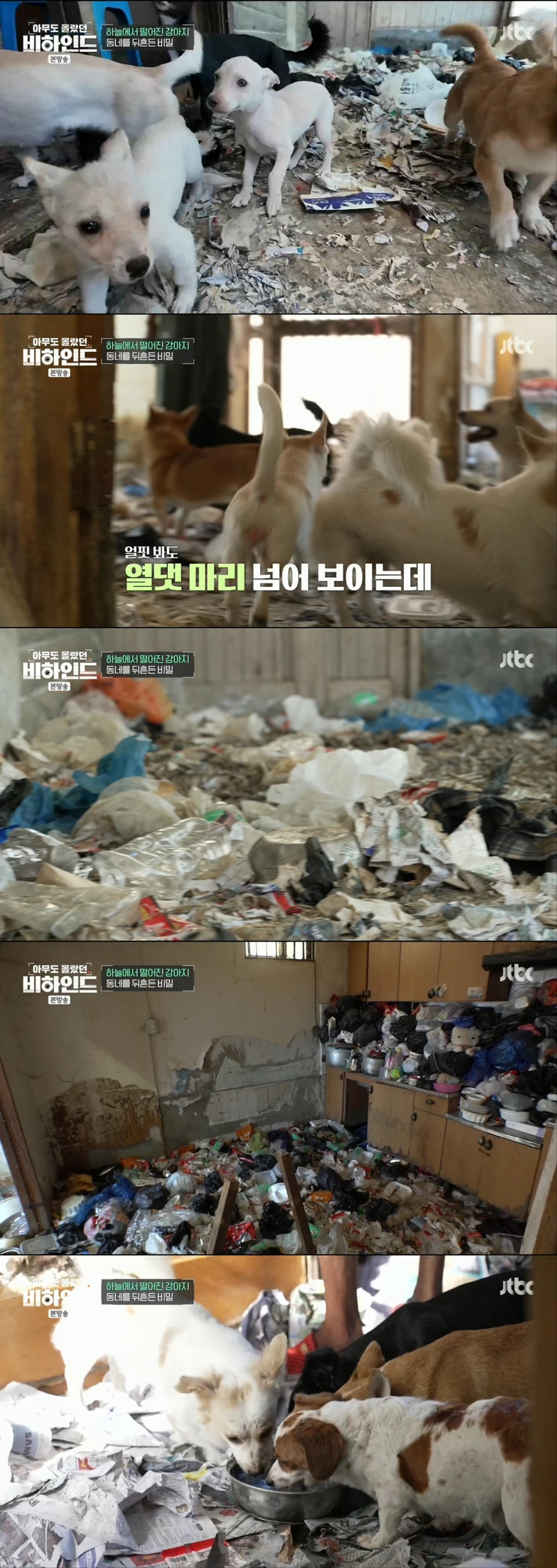 할머니와 할아버지와 함께 쓰레기집에서 살던 18마리의 강아지들 | 인스티즈
