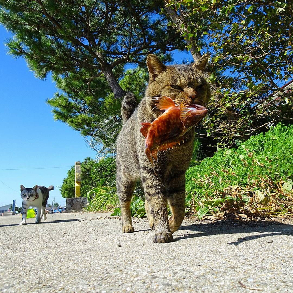 섬고양이들은 어부들에게 물고기를 받아온다 🐟🐈 | 인스티즈