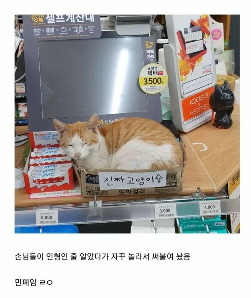 혹시 울햄스터 증명사진 가질 사람 | 인스티즈