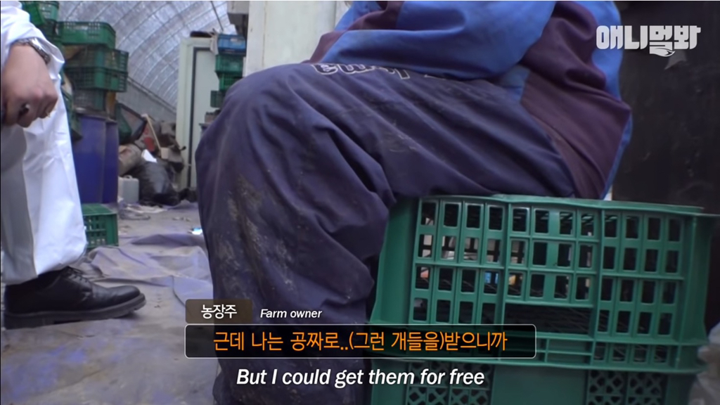 개농장에 품종견들이 많은 이유 | 인스티즈